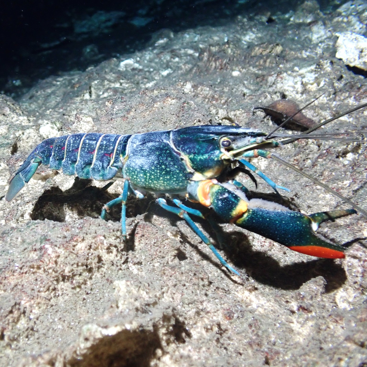 Cherax quadricarinatus kreeft